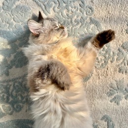 a cat laying on a rug